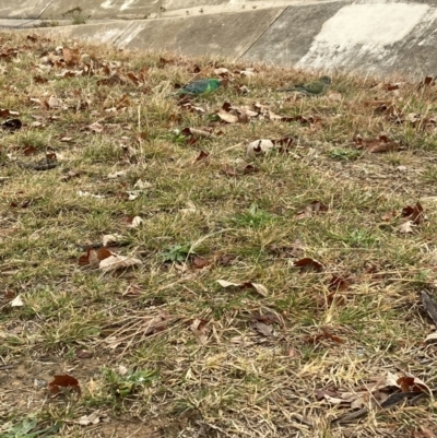 Psephotus haematonotus (Red-rumped Parrot) at Dickson Wetland Corridor - 15 Jun 2021 by waltraud