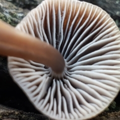 Mycena sp. at Kaleen, ACT - 15 Jun 2021