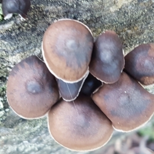 Mycena sp. at Kaleen, ACT - 15 Jun 2021