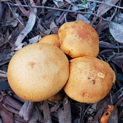 Gymnopilus junonius (Spectacular Rustgill) at Kaleen, ACT - 15 Jun 2021 by tpreston