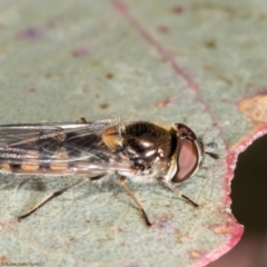 Melangyna sp. (genus) (Hover Fly) at Holt, ACT - 15 Jun 2021 by Roger