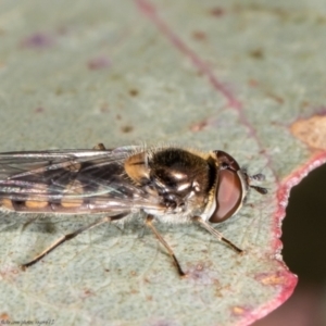 Melangyna sp. (genus) at Holt, ACT - 15 Jun 2021