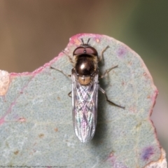 Melangyna sp. (genus) at Holt, ACT - 15 Jun 2021