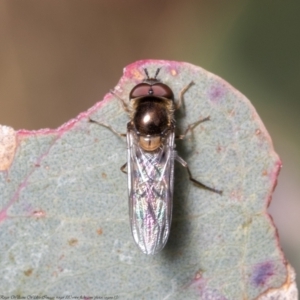 Melangyna sp. (genus) at Holt, ACT - 15 Jun 2021