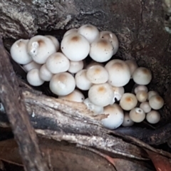 zz agaric (stem; gills white/cream) at Gungaderra Grasslands - 15 Jun 2021 by tpreston