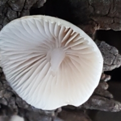 zz agaric (stem; gills white/cream) at Kaleen, ACT - 15 Jun 2021