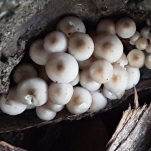 zz agaric (stem; gills white/cream) at Kaleen, ACT - 15 Jun 2021