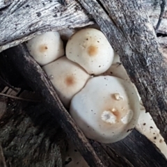 zz agaric (stem; gills white/cream) at Kaleen, ACT - 15 Jun 2021