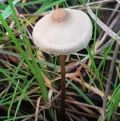 Unidentified Cap on a stem; gills below cap [mushrooms or mushroom-like] (TBC) at Gungaderra Grasslands - 15 Jun 2021 by tpreston