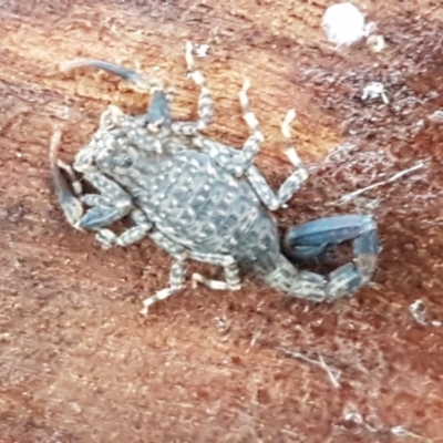 Lychas marmoreus (Little Marbled Scorpion) at Gungaderra Grasslands - 15 Jun 2021 by tpreston