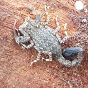 Lychas marmoreus at Kaleen, ACT - 15 Jun 2021 04:02 PM