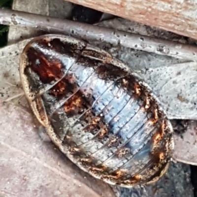 Calolampra sp. (genus) (Bark cockroach) at Gungaderra Grasslands - 15 Jun 2021 by trevorpreston