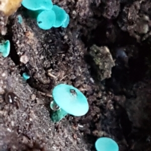 Chlorociboria at Kaleen, ACT - 15 Jun 2021