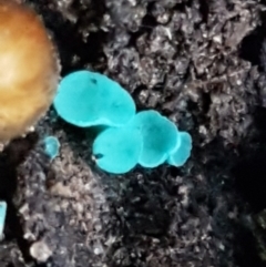 Chlorociboria at Kaleen, ACT - 15 Jun 2021