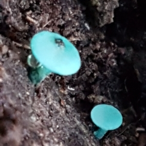 Chlorociboria at Kaleen, ACT - 15 Jun 2021