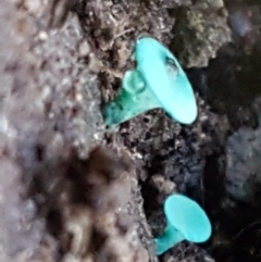 Chlorociboria at Kaleen, ACT - 15 Jun 2021