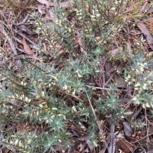 Melichrus urceolatus at Holt, ACT - 15 Jun 2021