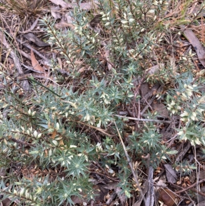 Melichrus urceolatus (Urn Heath) at Aranda Bushland - 14 Jun 2021 by Jenny54