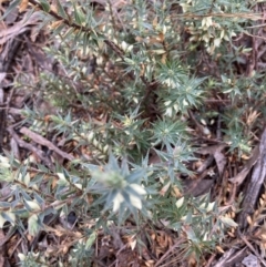 Melichrus urceolatus at Holt, ACT - 15 Jun 2021