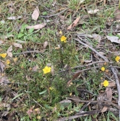 Hibbertia calycina (Lesser Guinea-flower) at Aranda Bushland - 14 Jun 2021 by Jenny54