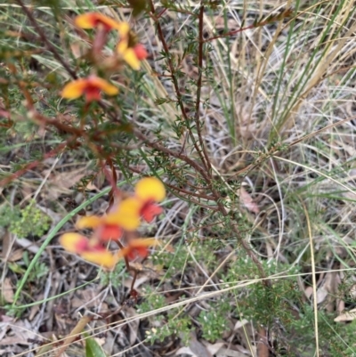 Dillwynia phylicoides (A Parrot-pea) at Point 4152 - 15 Jun 2021 by Jenny54