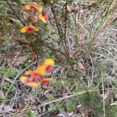 Dillwynia phylicoides (A Parrot-pea) at Point 4152 - 15 Jun 2021 by Jenny54