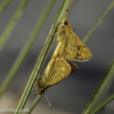 Ocybadistes walkeri (Green Grass-dart) at Hughes, ACT - 13 Mar 2021 by BIrdsinCanberra