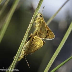 Ocybadistes walkeri at Hughes, ACT - 13 Mar 2021 09:50 AM