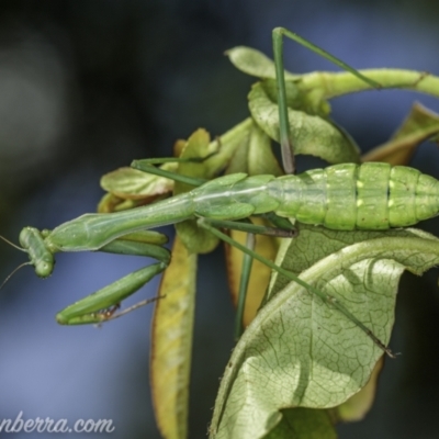 Pseudomantis albofimbriata (False garden mantis) at Hughes, ACT - 31 Jan 2021 by JonSteinbeck