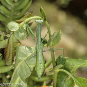 Pseudomantis albofimbriata at Hughes, ACT - 31 Jan 2021