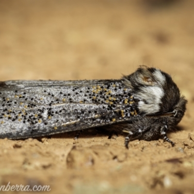 Oenosandra boisduvalii (Boisduval's Autumn Moth) at Red Hill to Yarralumla Creek - 4 Apr 2021 by BIrdsinCanberra