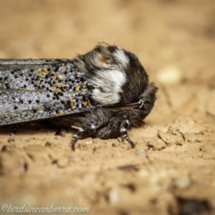 Oenosandra boisduvalii at Garran, ACT - 5 Apr 2021 07:47 AM