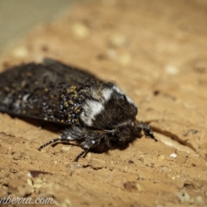 Oenosandra boisduvalii at Garran, ACT - 5 Apr 2021 07:47 AM