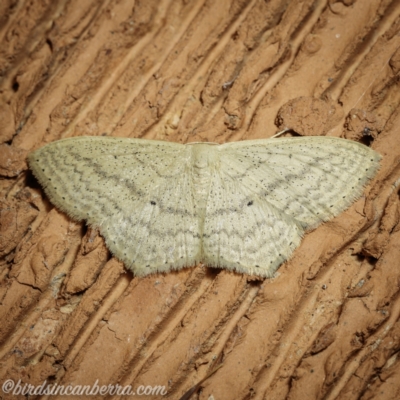 Scopula perlata (Cream Wave) at Hughes, ACT - 8 May 2021 by JonSteinbeck