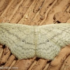 Scopula perlata at Hughes, ACT - 8 May 2021