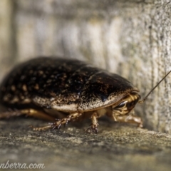 Calolampra sp. (genus) (Bark cockroach) at Hughes, ACT - 26 Mar 2021 by BIrdsinCanberra