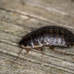 Calolampra sp. (genus) at Hughes, ACT - 27 Mar 2021 07:48 AM