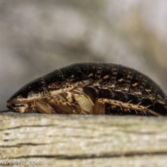 Calolampra sp. (genus) at Hughes, ACT - 27 Mar 2021