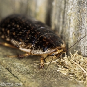 Calolampra sp. (genus) at Hughes, ACT - 27 Mar 2021