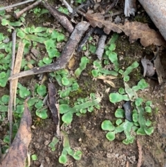 Asterella drummondii (A thallose liverwort) at Murrumbateman, NSW - 14 Jun 2021 by SimoneC