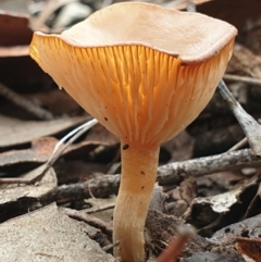 Unidentified Cap on a stem; gills below cap [mushrooms or mushroom-like] at Cook, ACT - 15 Jun 2021 by drakes