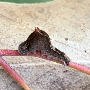 Mnesampela comarcha at Murrumbateman, NSW - 22 May 2021