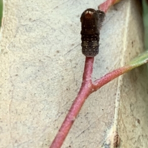 Mnesampela comarcha at Murrumbateman, NSW - 22 May 2021