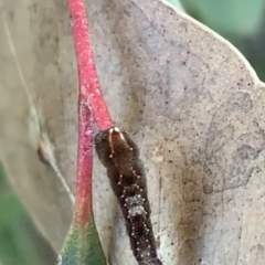 Mnesampela comarcha at Murrumbateman, NSW - 22 May 2021