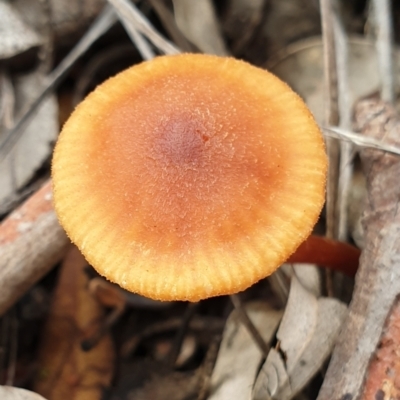 Laccaria sp. (Laccaria) at Aranda Bushland - 15 Jun 2021 by drakes