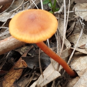 Laccaria sp. at Cook, ACT - 15 Jun 2021