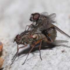 Unidentified Blow fly (Calliphoridae) (TBC) at Acton, ACT - 15 Jun 2021 by TimL