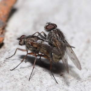 Muscidae (family) at Acton, ACT - 15 Jun 2021 11:56 AM