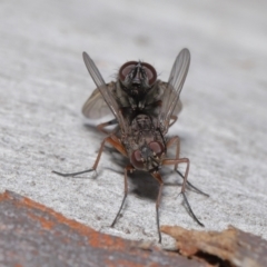 Muscidae (family) at Acton, ACT - 15 Jun 2021 11:56 AM