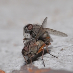 Muscidae (family) at Acton, ACT - 15 Jun 2021 11:56 AM